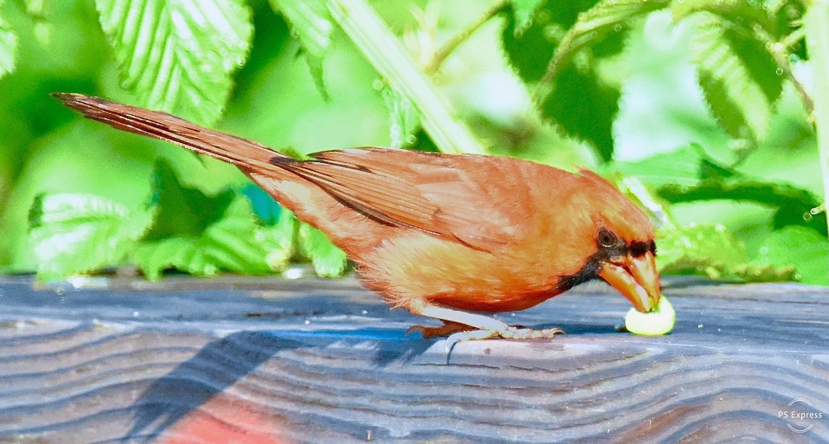 Northern Cardinal - Michael Brower