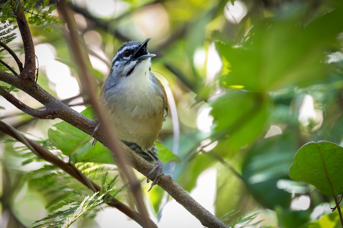 Moustached Wren - Fernando Calmon