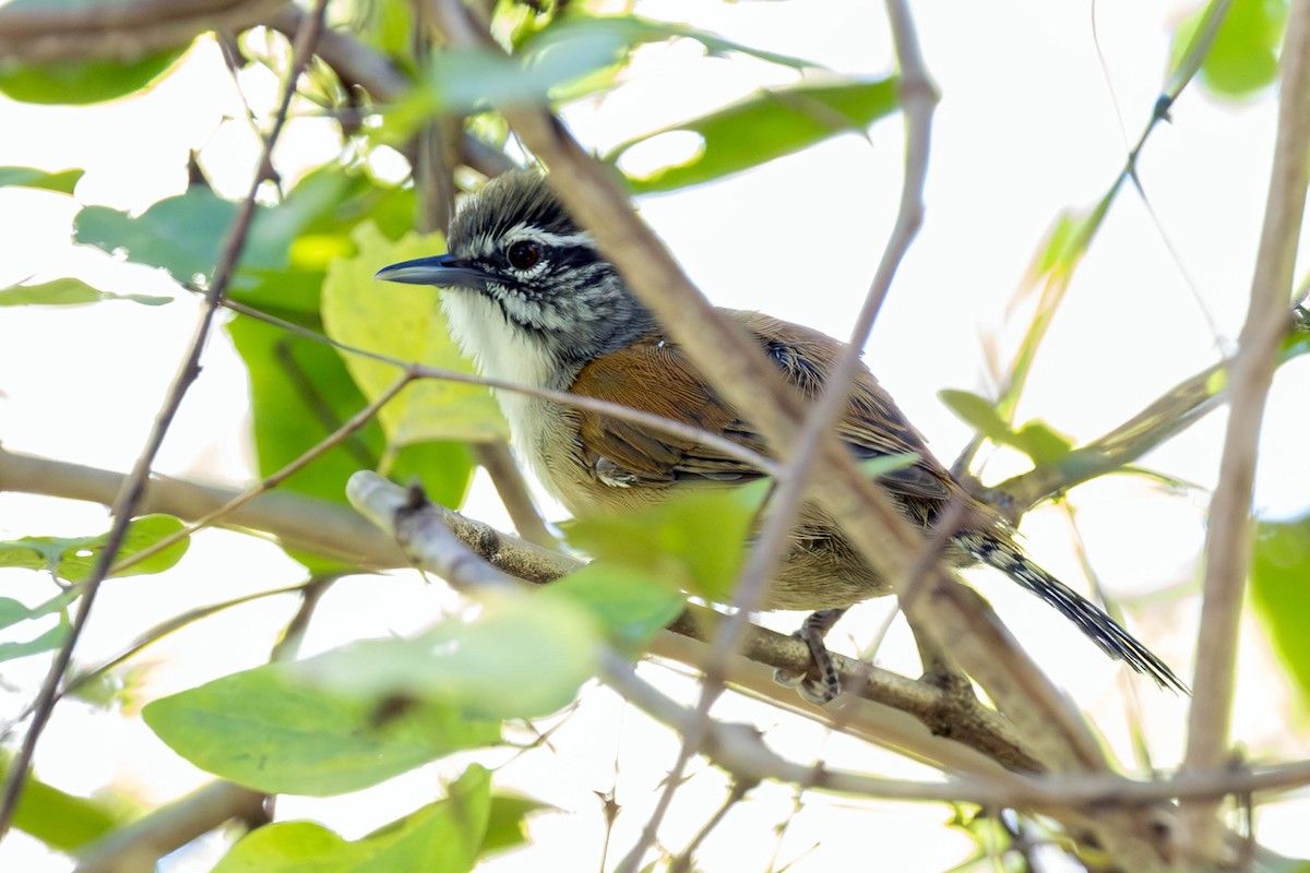 Moustached Wren - ML618283922