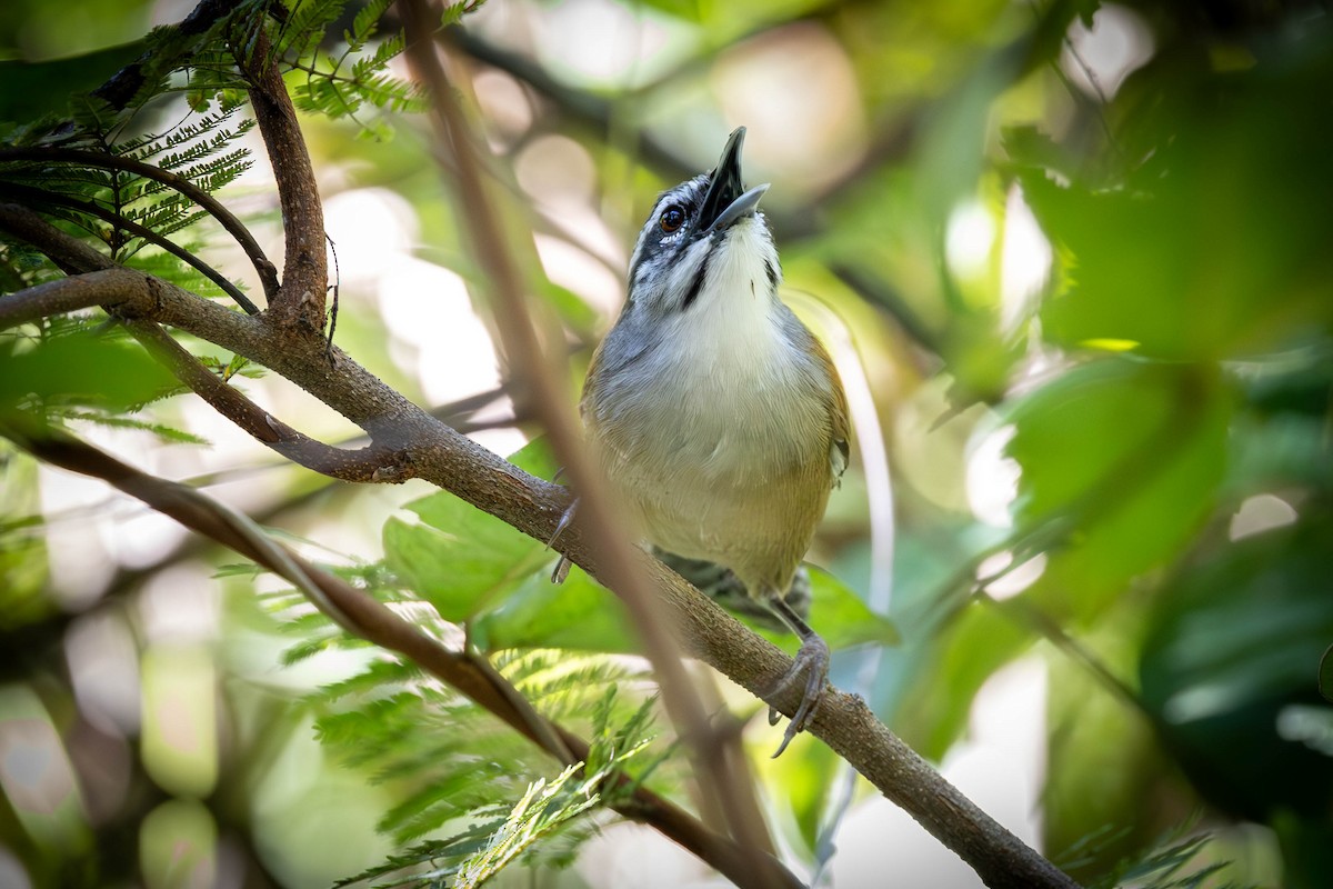 Moustached Wren - ML618283923