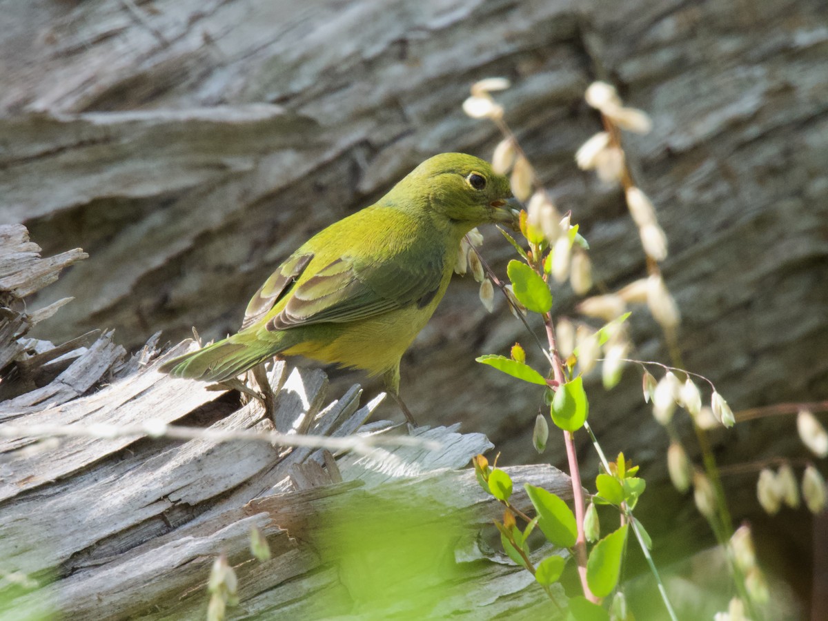 Painted Bunting - Valerie Van Arsdale Shrader