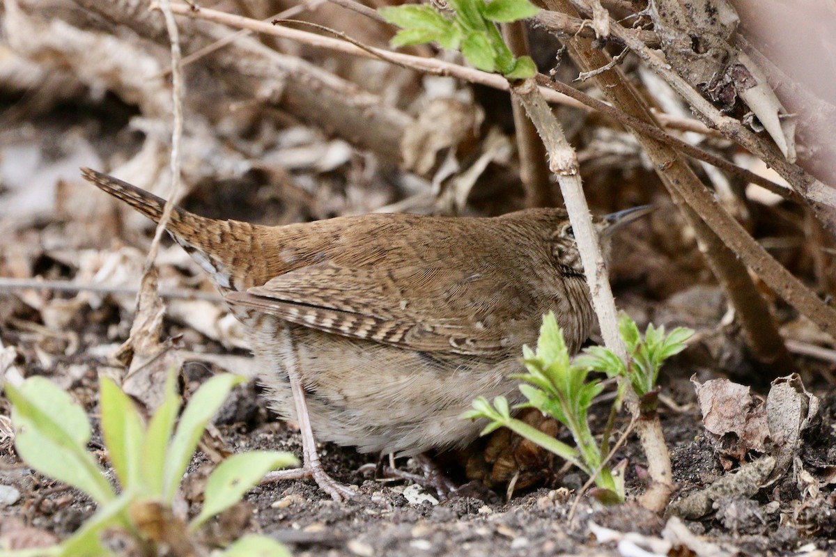 House Wren - Jay & Judy Anderson