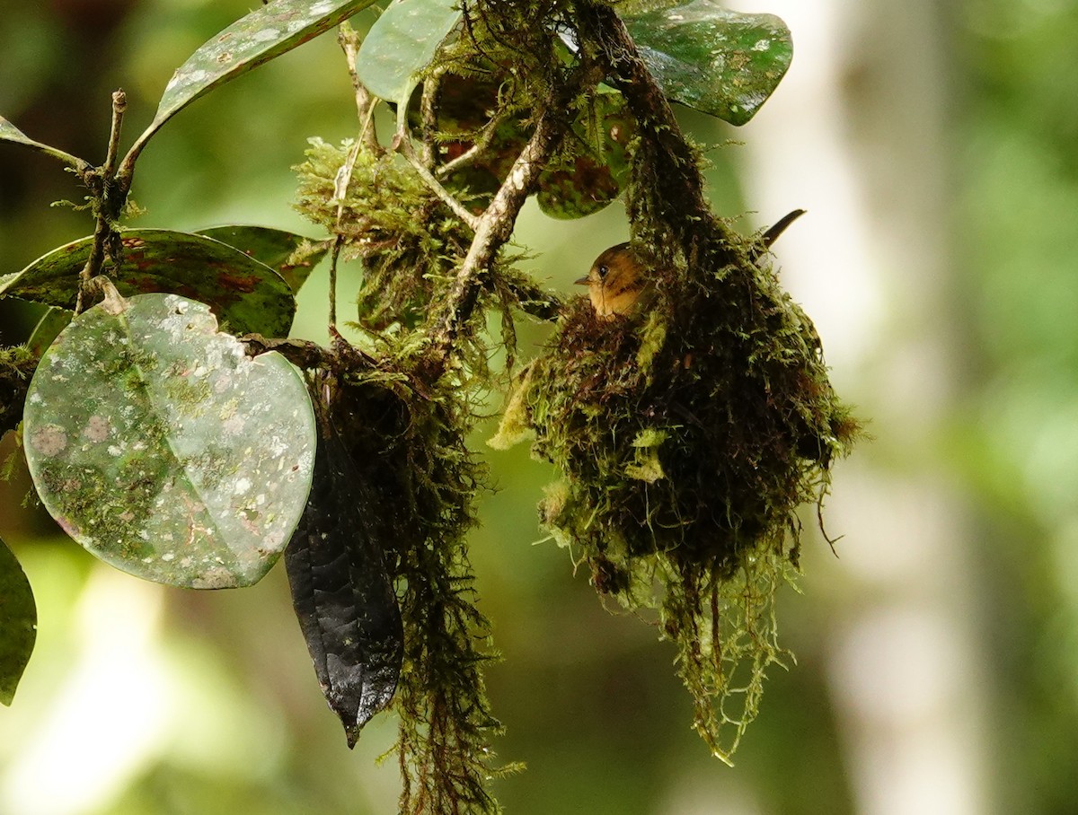 Tufted Flycatcher - Betty Beckham