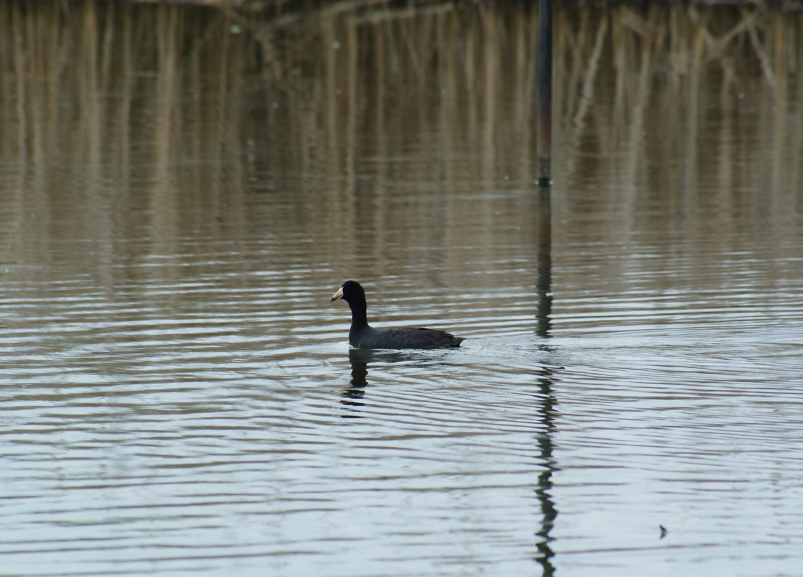 American Coot - Caleb Wright