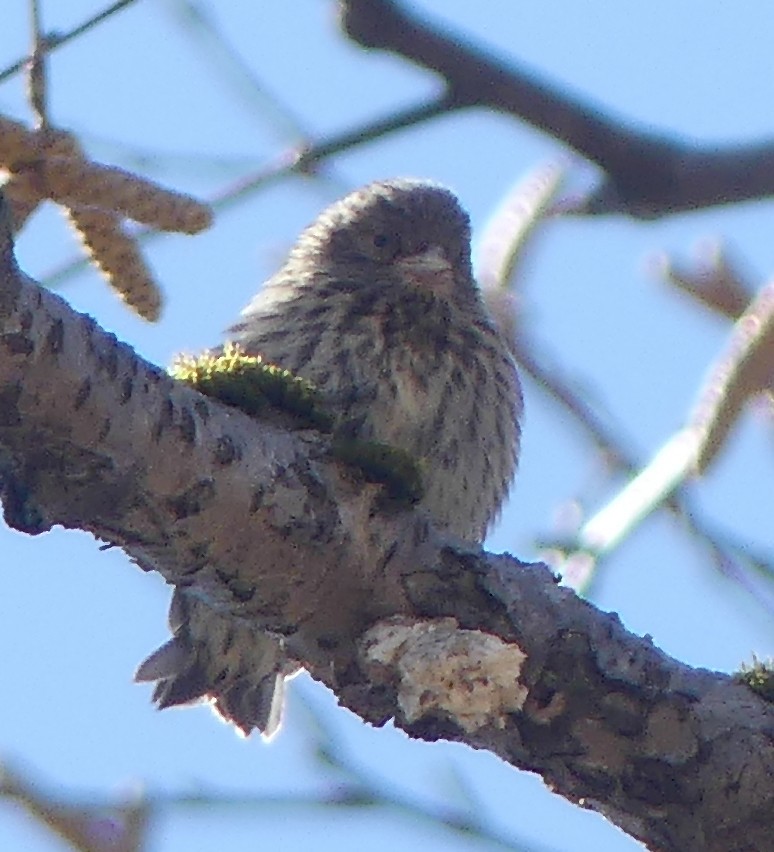 Pine Siskin - Peter Lane