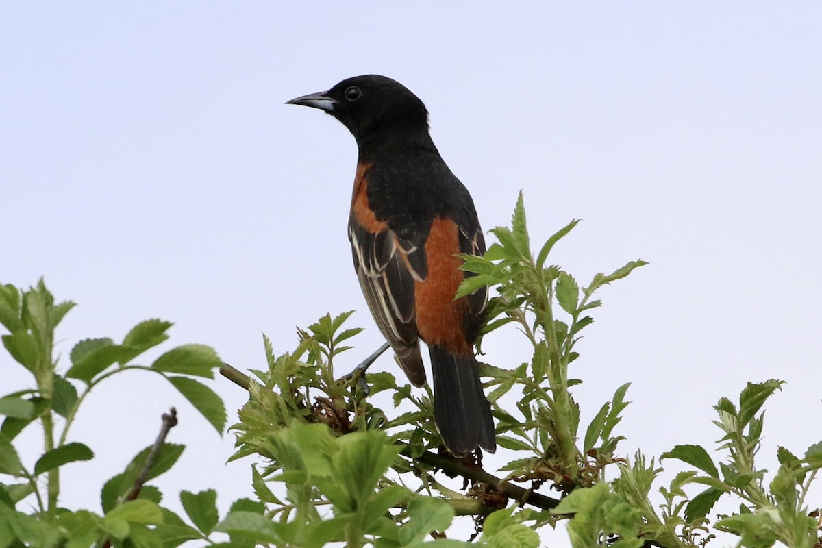 Orchard Oriole - Dan Rottino