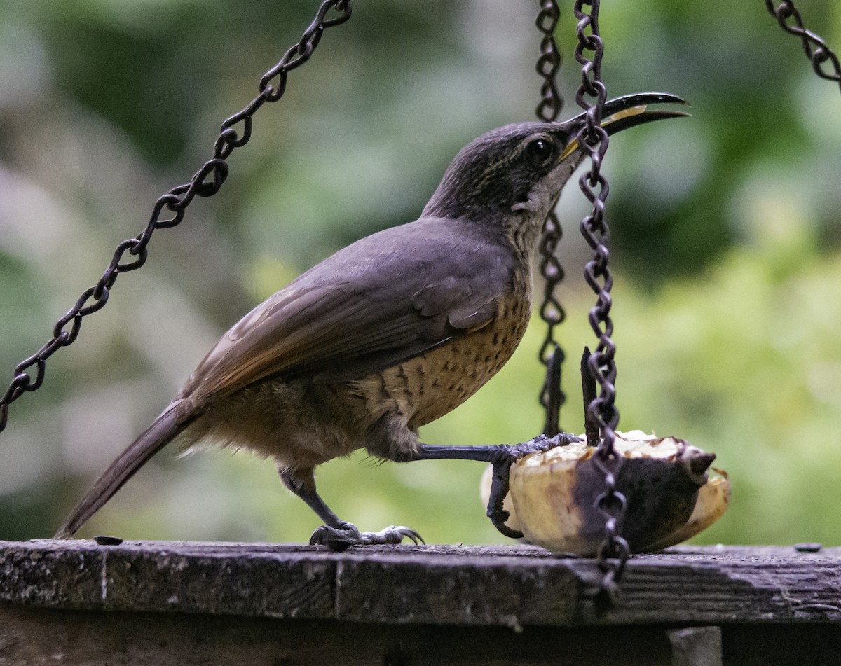 Victoria's Riflebird - Rebel Warren and David Parsons