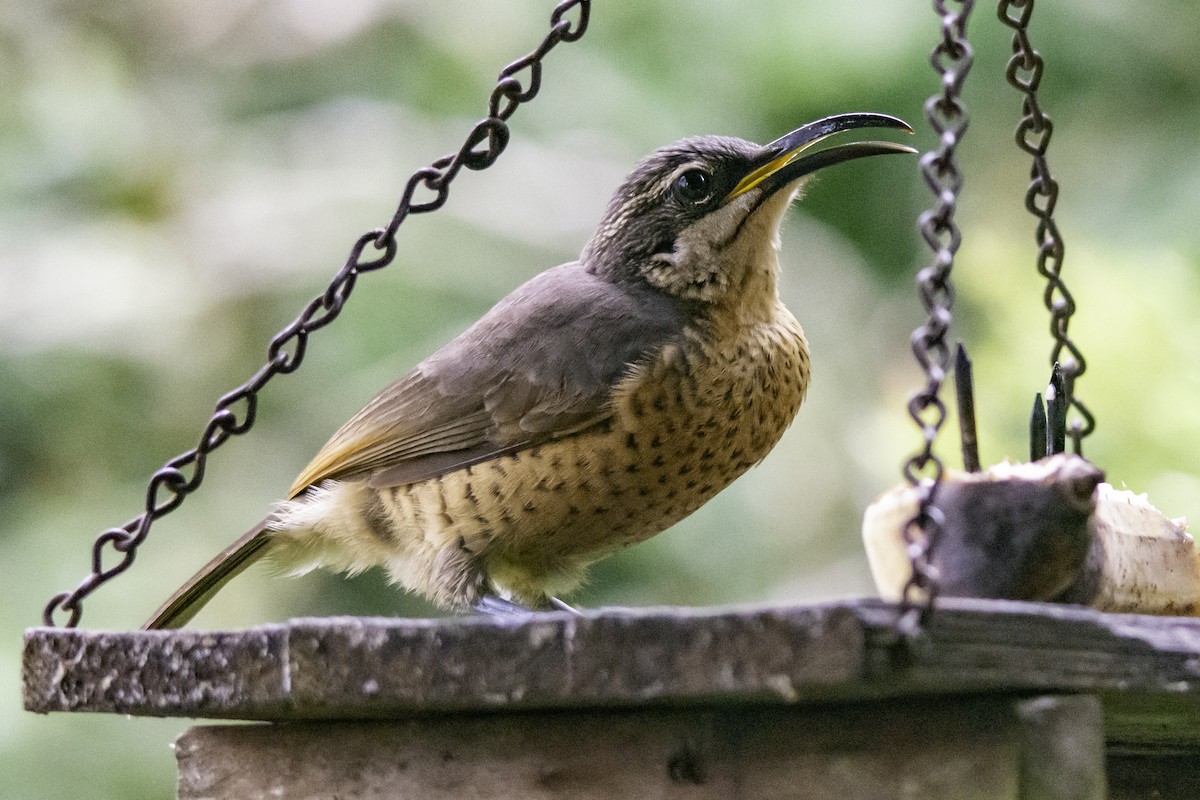 Victoria's Riflebird - Rebel Warren and David Parsons