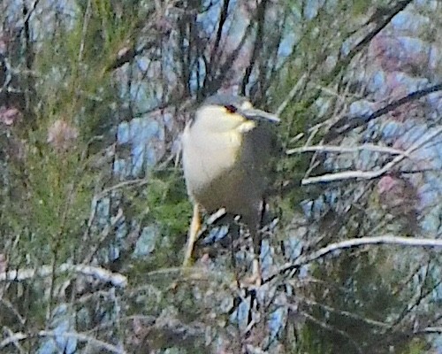 Black-crowned Night Heron - Ted Wolff