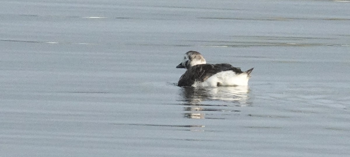 Long-tailed Duck - Cynthia Ehlinger