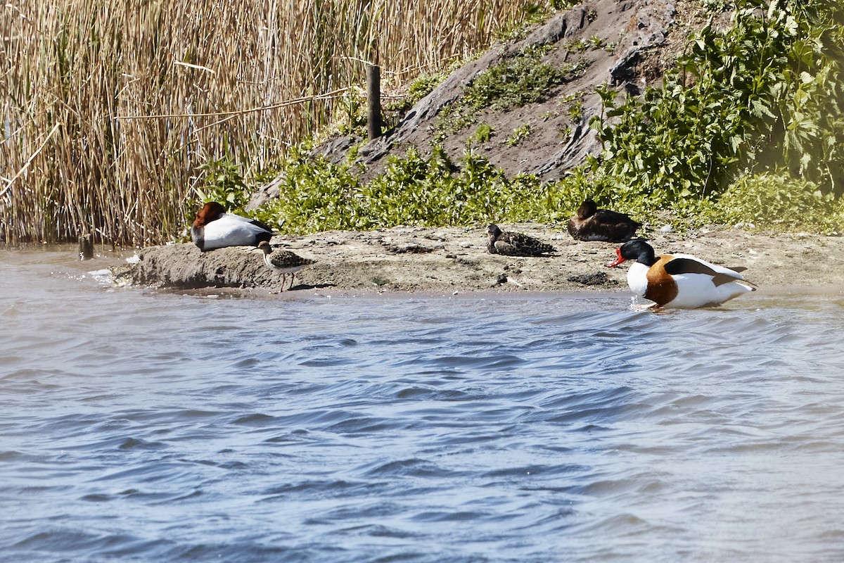 Common Shelduck - Monika Kolodziej