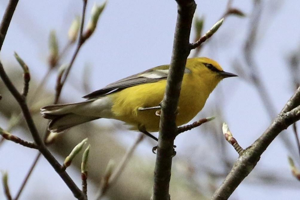 Blue-winged Warbler - Dan Rottino