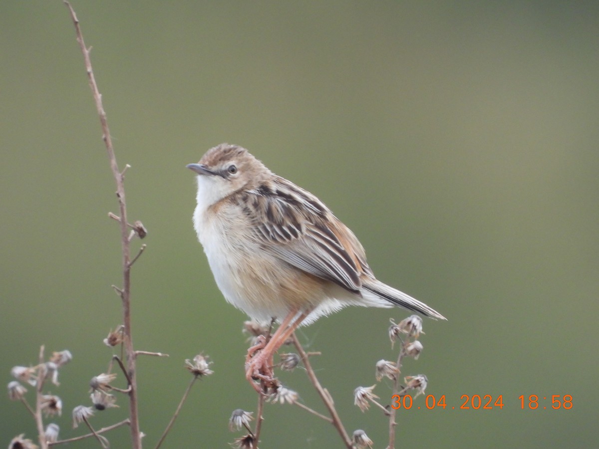 Zitting Cisticola - José Ignacio Sáenz Gaitan