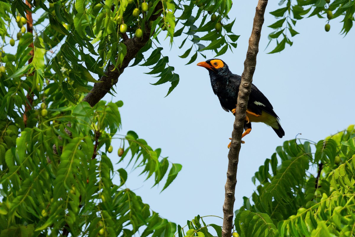 Yellow-faced Myna - ML618284036