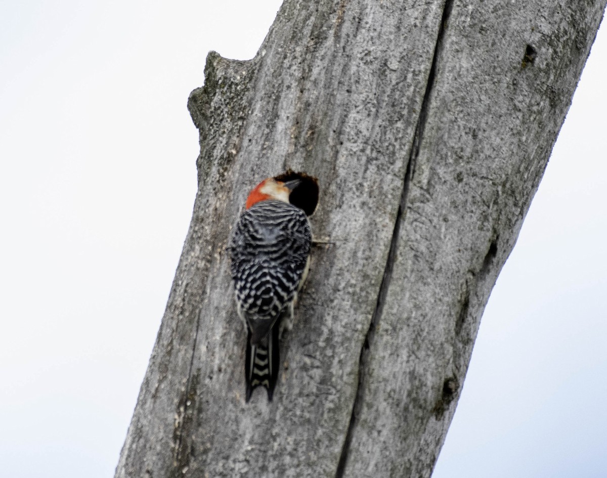 Red-bellied Woodpecker - ML618284045
