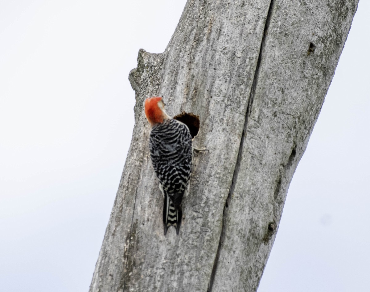 Red-bellied Woodpecker - ML618284046