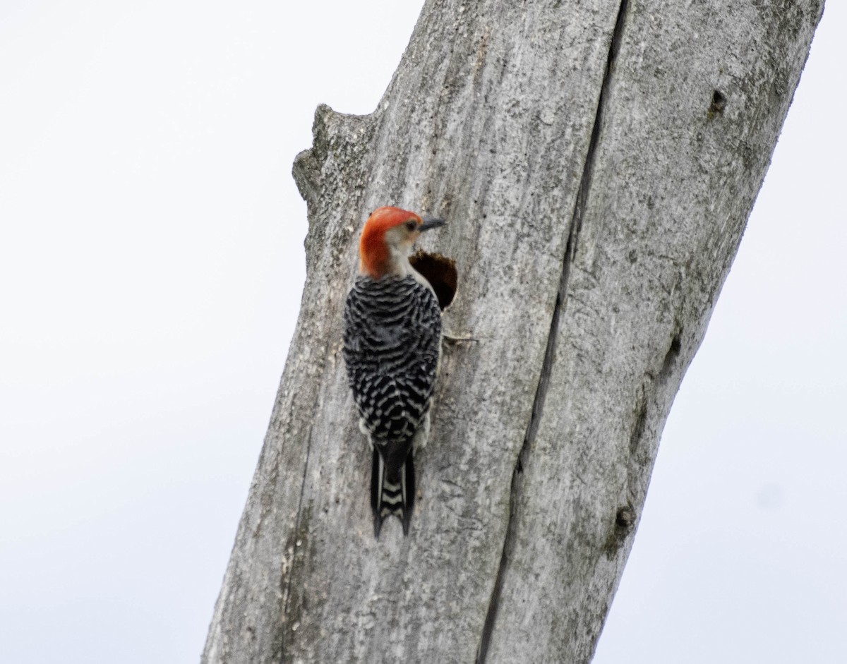 Red-bellied Woodpecker - ML618284047