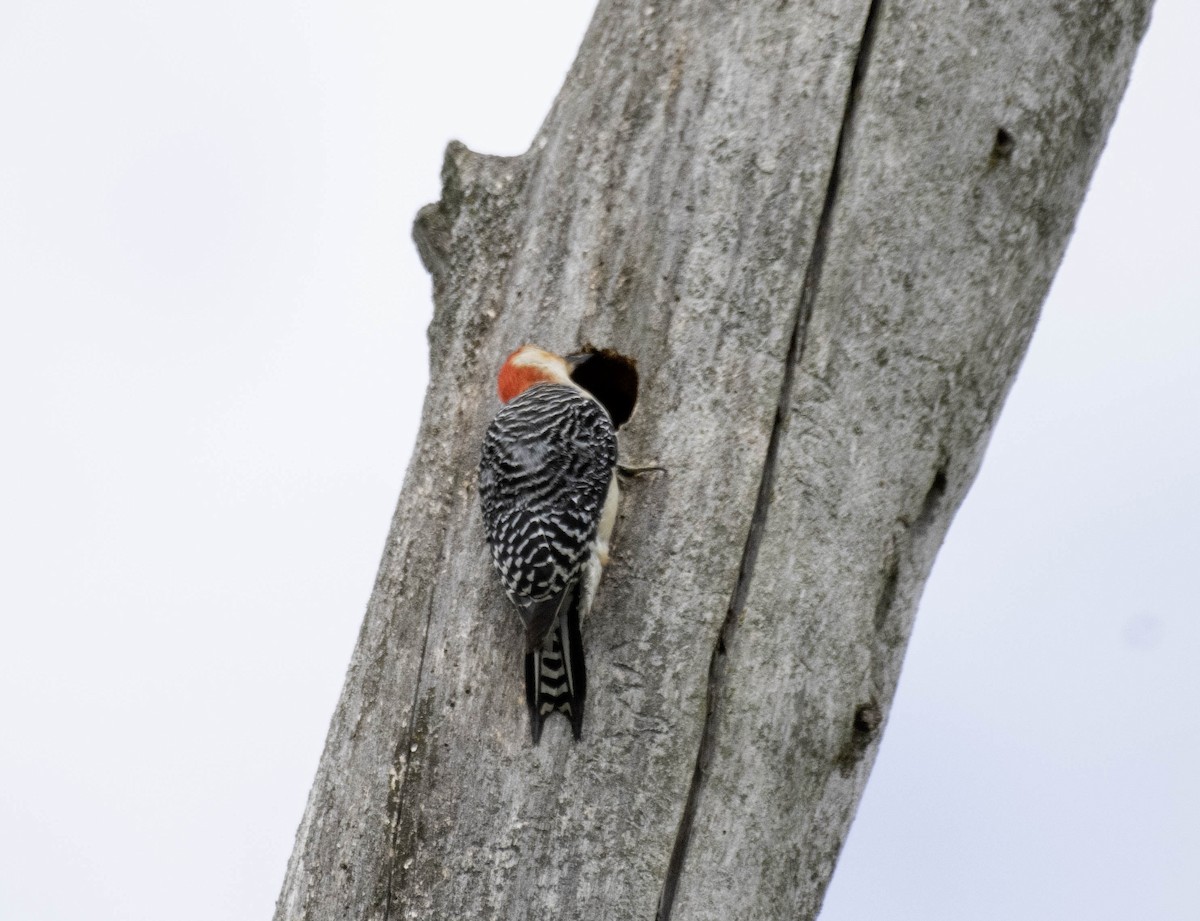 Red-bellied Woodpecker - ML618284048