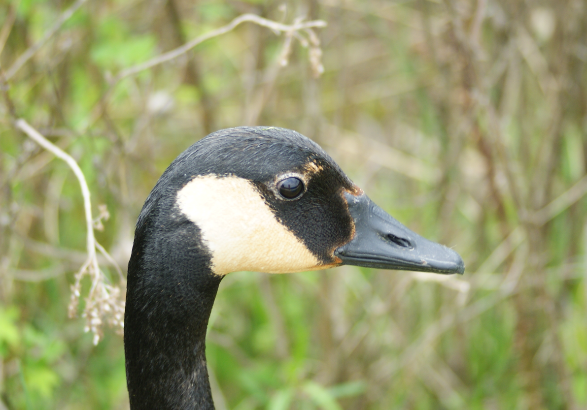 Canada Goose - Caleb Wright