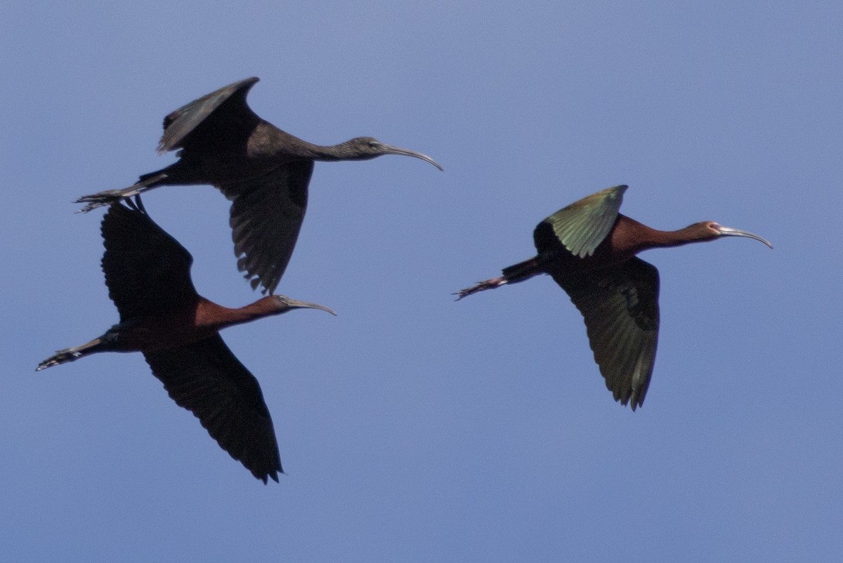 Glossy Ibis - Kent Fiala