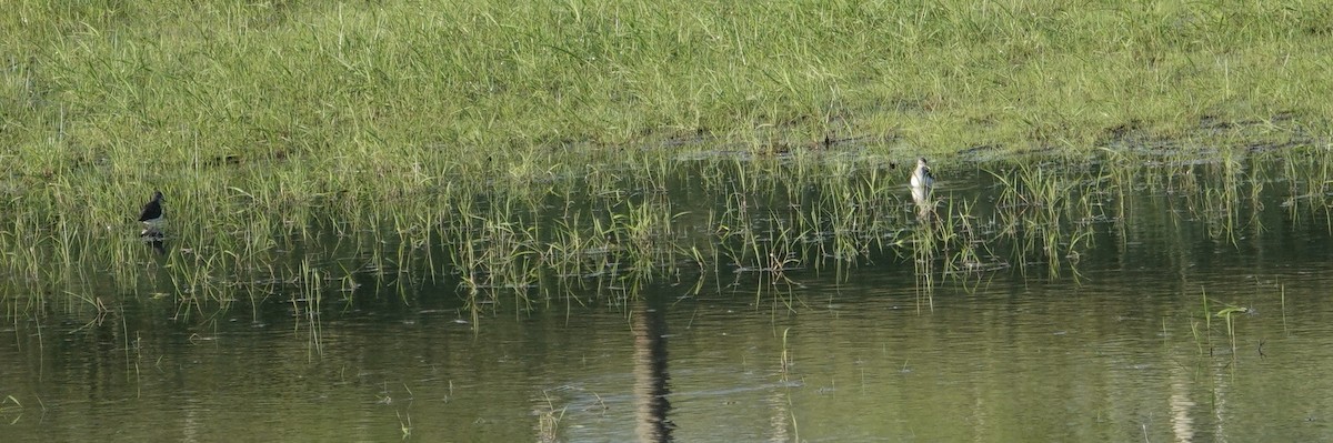 Solitary Sandpiper - ML618284089