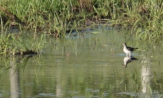 Solitary Sandpiper - ML618284090