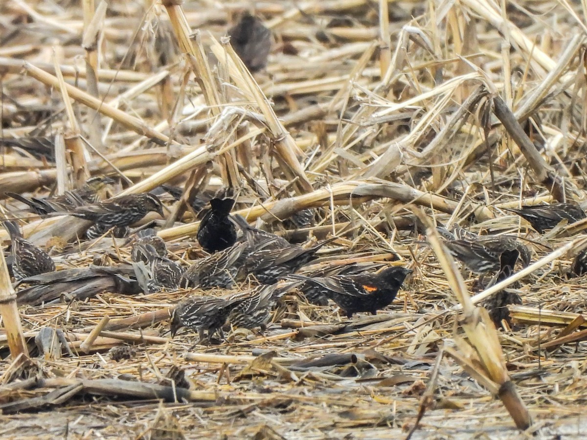 Red-winged Blackbird - Susan Brauning