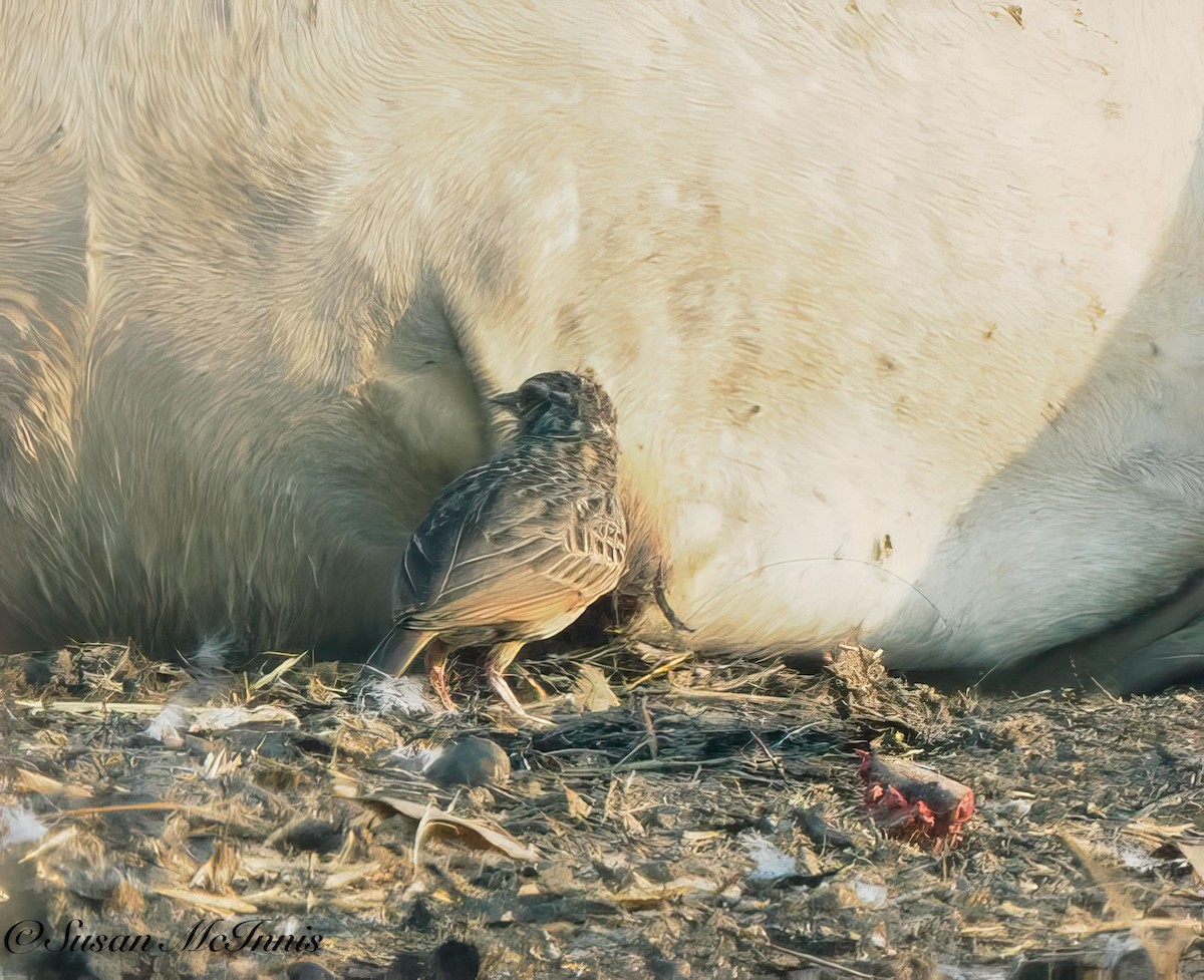 Indochinese Bushlark - Susan Mac