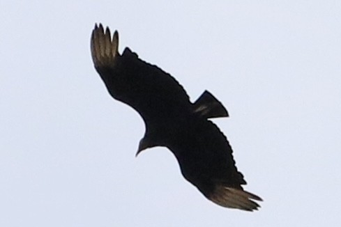 Black Vulture - Dan Rottino