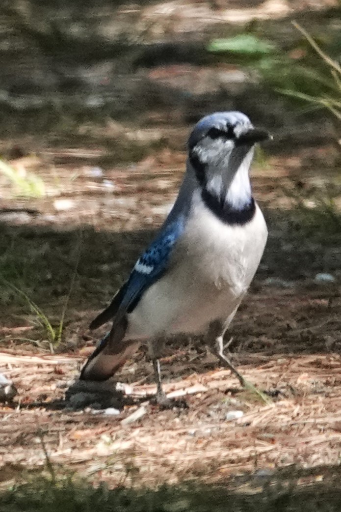 Blue Jay - Dick Plambeck