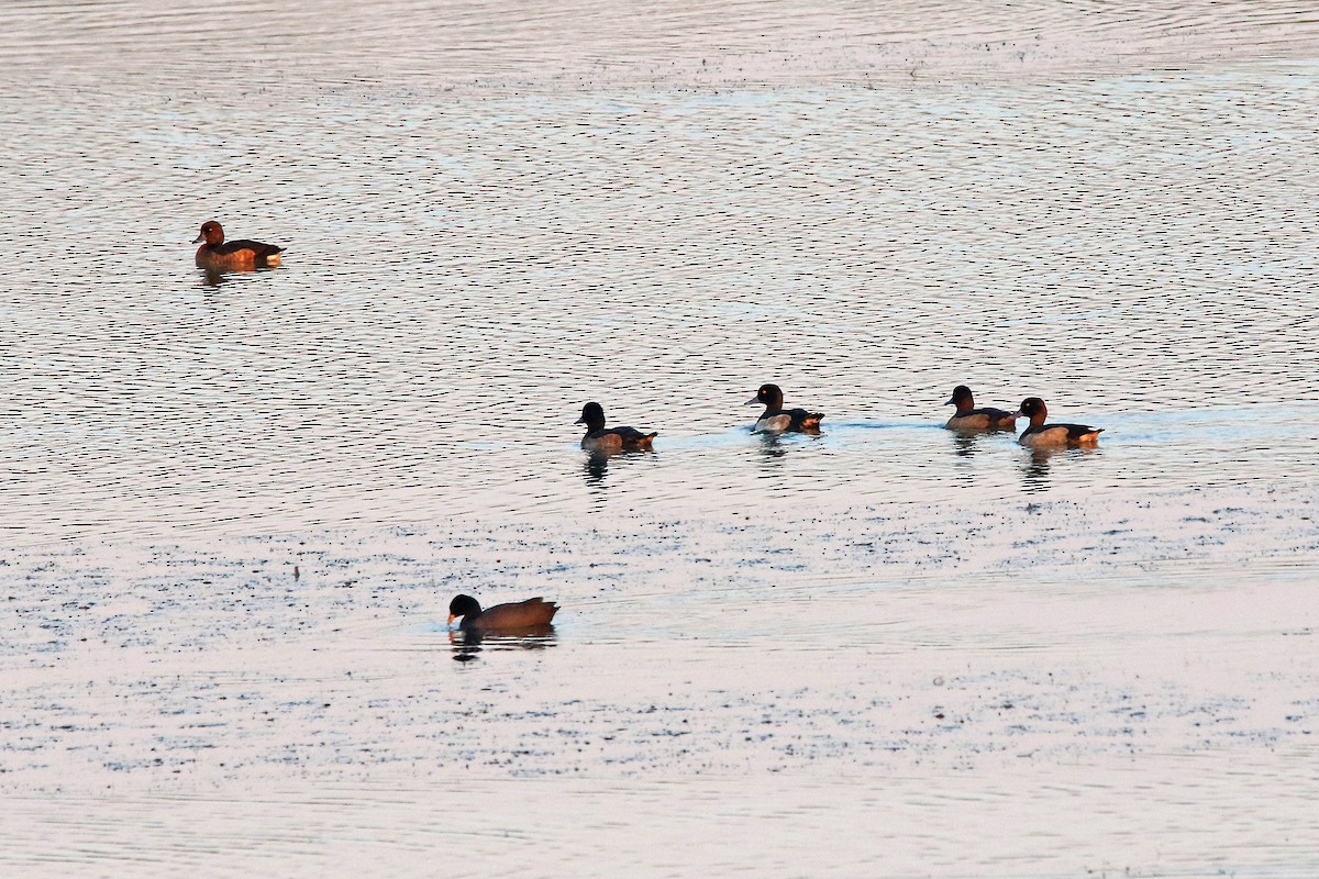 Tufted Duck - Mahdi Naghibi