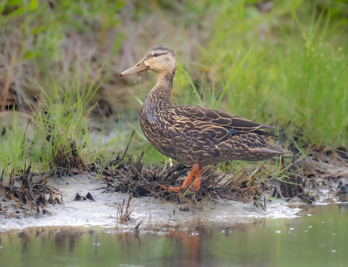 Mottled Duck - William Richards