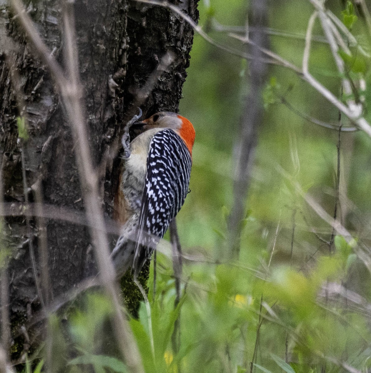 Red-bellied Woodpecker - ML618284142