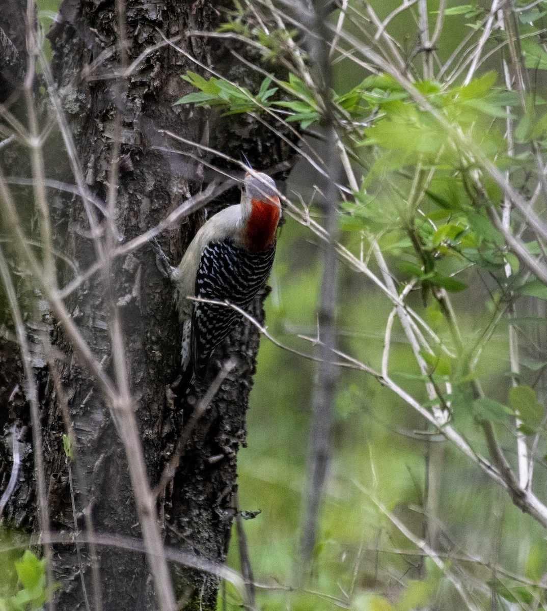 Red-bellied Woodpecker - ML618284143