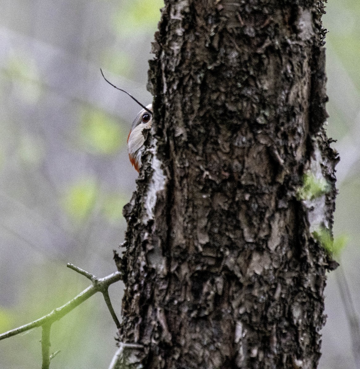 Red-bellied Woodpecker - ML618284146