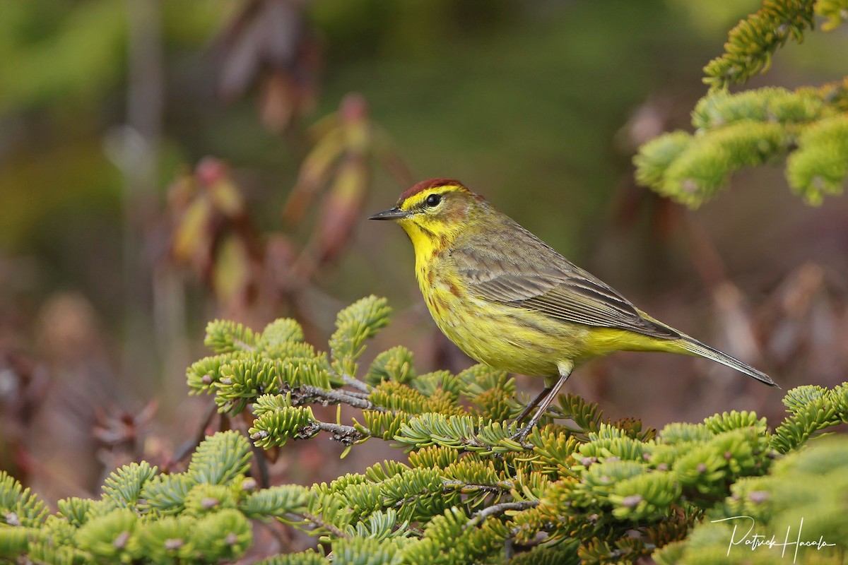 Palm Warbler - patrick hacala