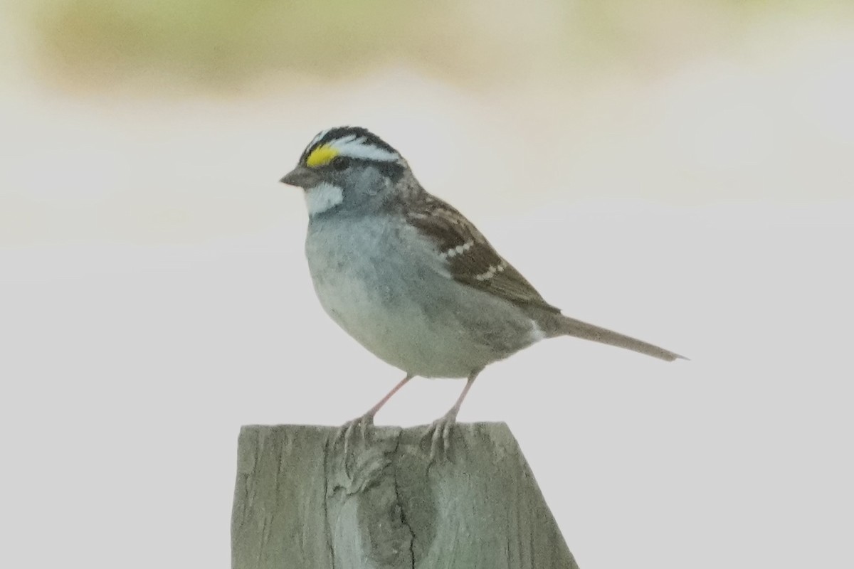 White-throated Sparrow - Dick Plambeck