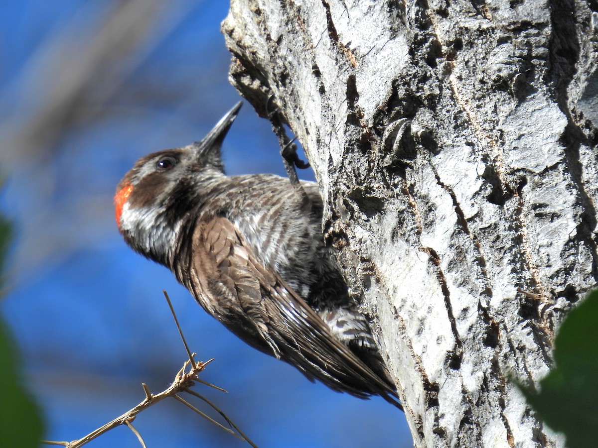 Arizona Woodpecker - Joan K