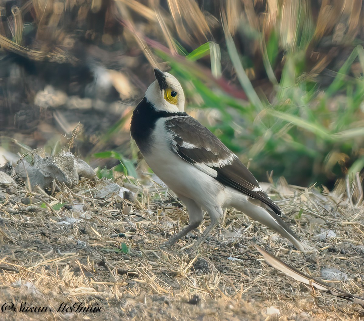 Black-collared Starling - Susan Mac