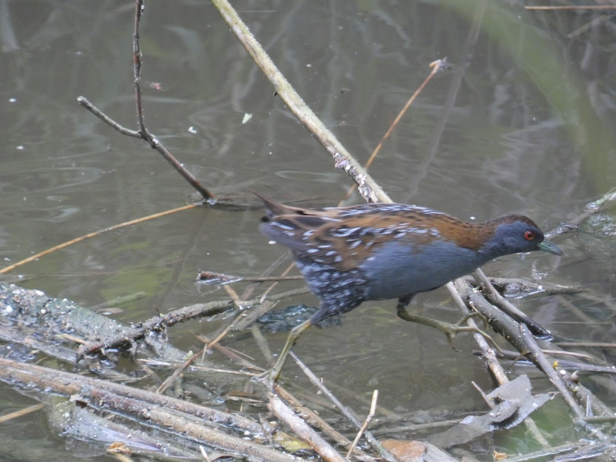 Baillon's Crake - ML618284215