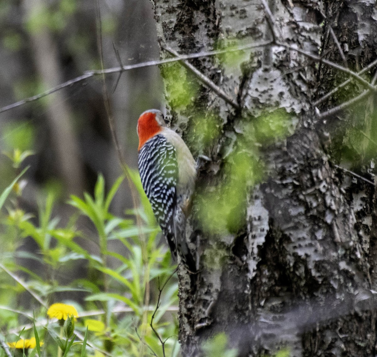 Red-bellied Woodpecker - ML618284221