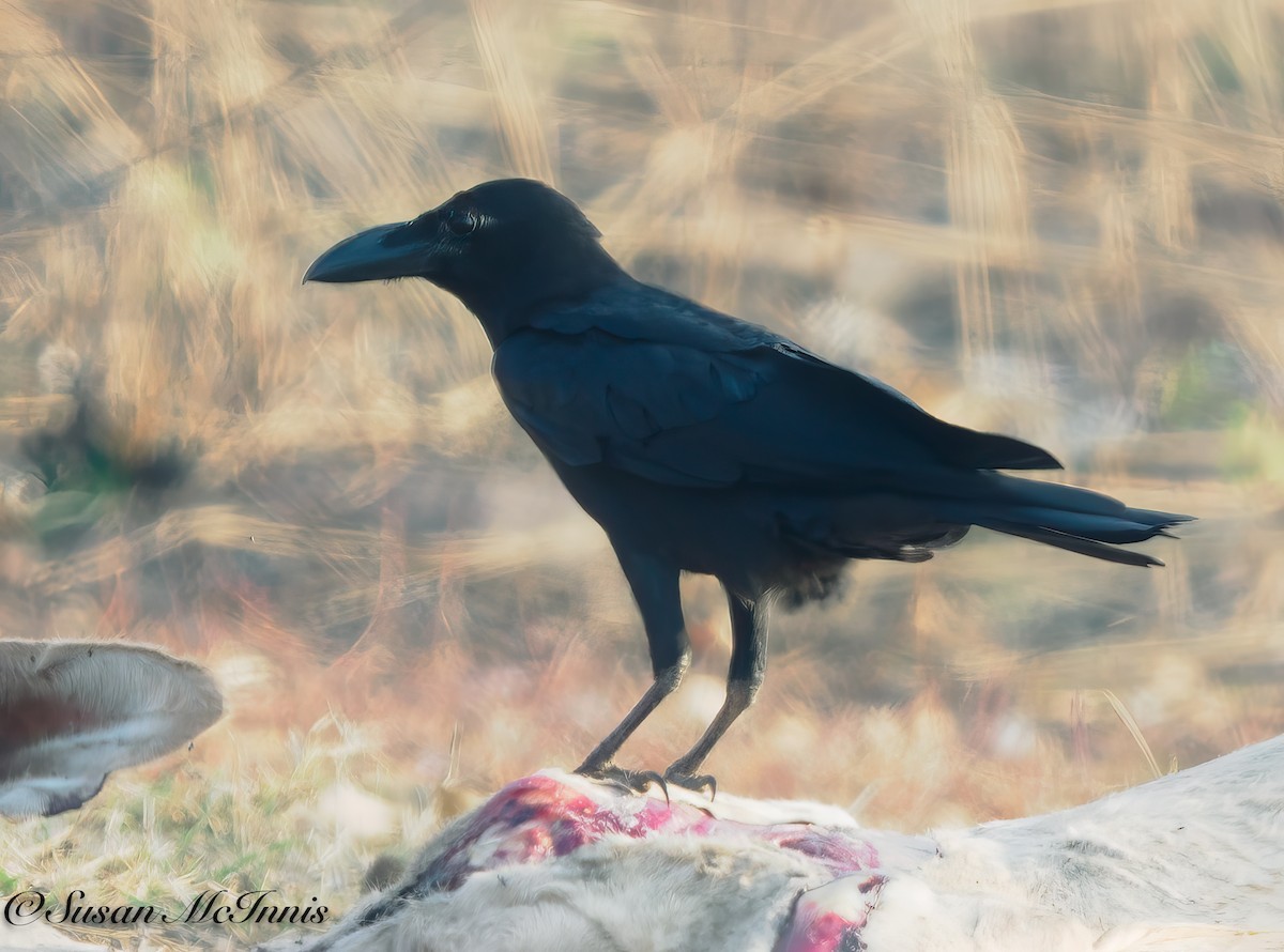 Large-billed Crow - Susan Mac