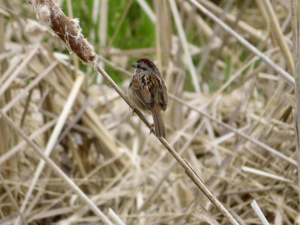 Swamp Sparrow - Christine Cote