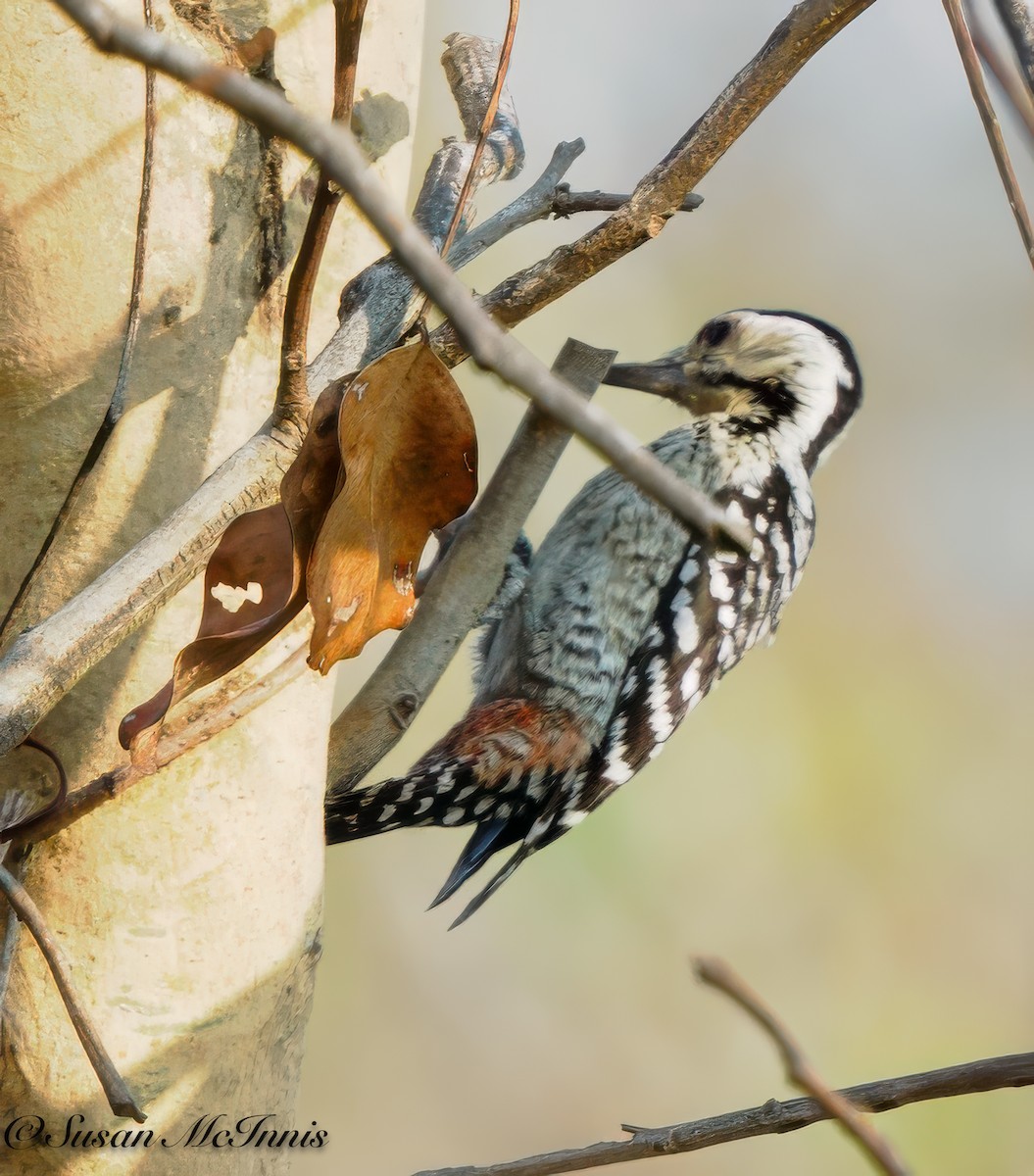 Freckle-breasted Woodpecker - Susan Mac