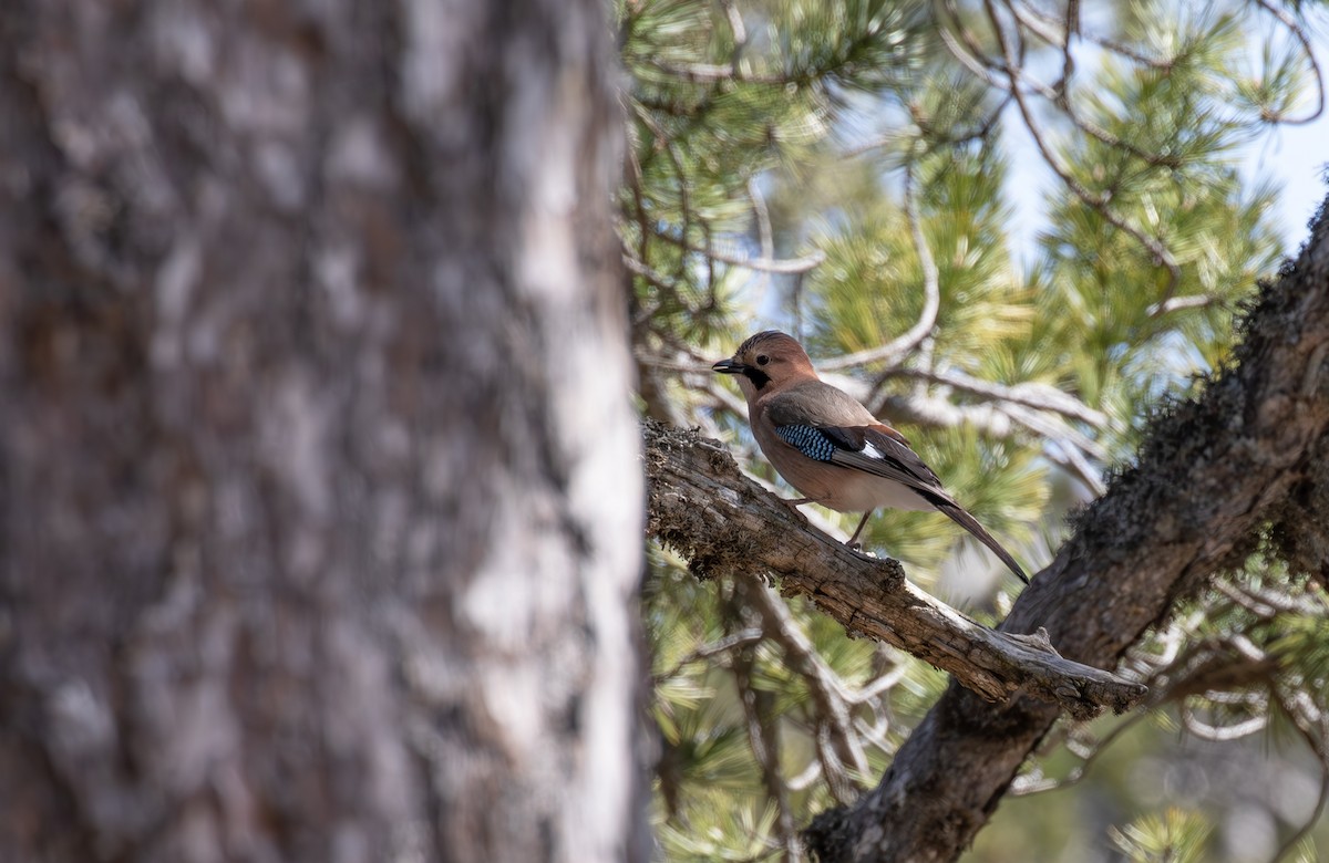 Eurasian Jay (Eurasian) - ML618284259