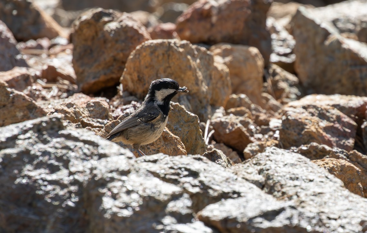 Coal Tit (Cyprus) - Jonathan Farooqi