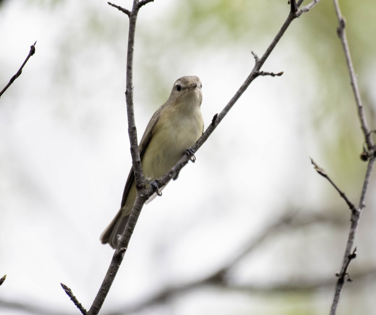 Warbling Vireo - Estela Quintero-Weldon