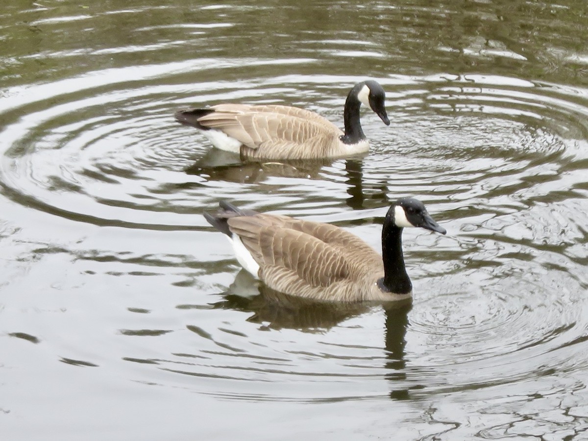 Canada Goose - Christine Cote