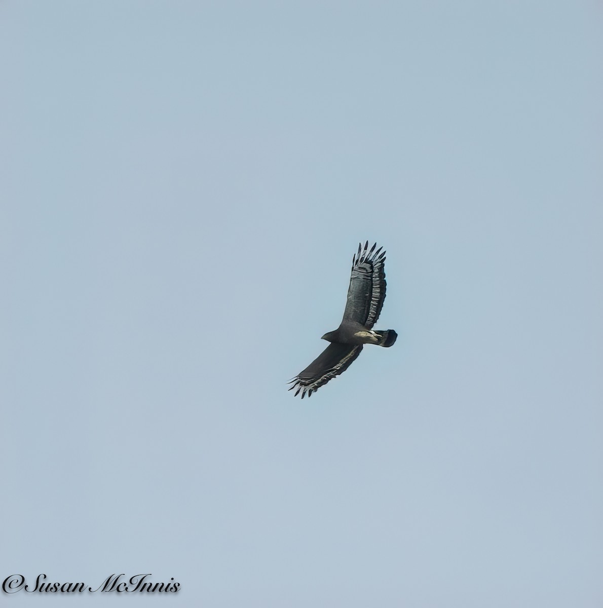 Crested Serpent-Eagle - Susan Mac