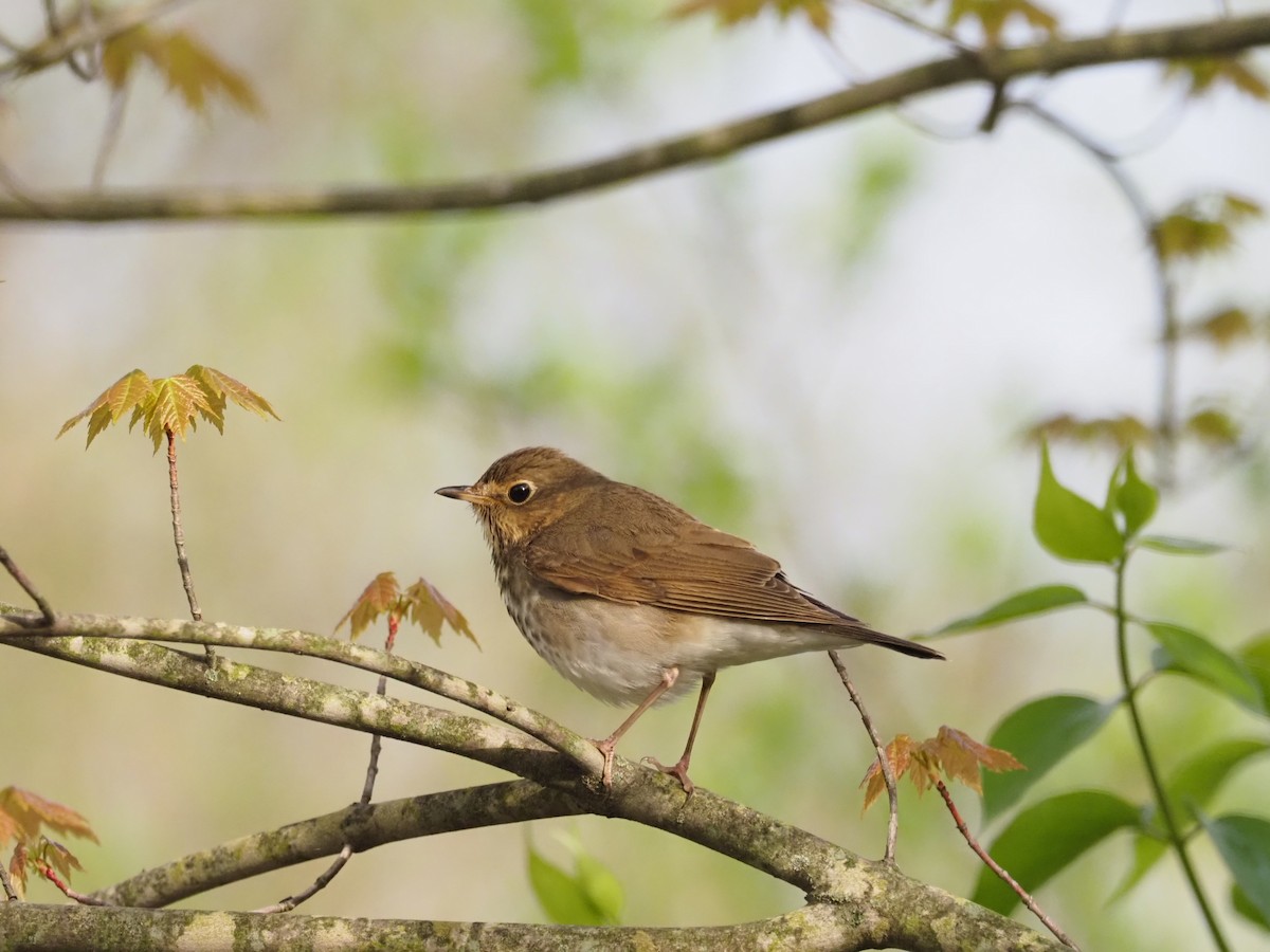 Hermit Thrush - ML618284286